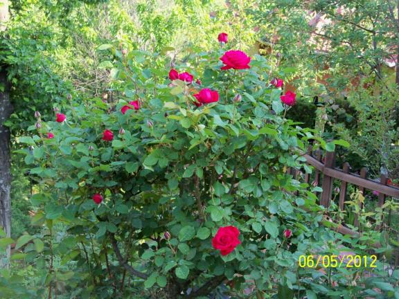 Name:  100_3425.jpg
Views: 693
Size:  71.7 KB