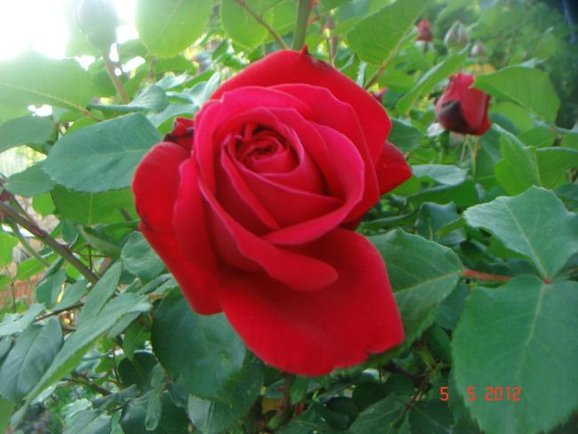 Name:  DSC00060.jpg
Views: 763
Size:  40.8 KB