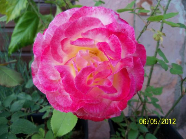 Name:  100_3213.jpg
Views: 766
Size:  42.5 KB