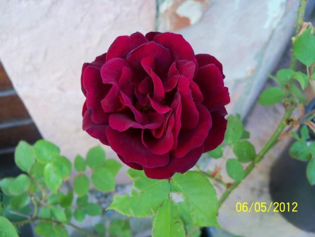 Name:  100_3223.jpg
Views: 726
Size:  33.6 KB
