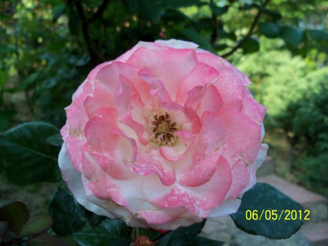 Name:  100_3368.jpg
Views: 698
Size:  38.4 KB