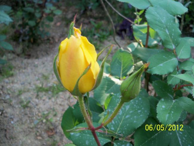 Name:  100_3414.jpg
Views: 708
Size:  42.7 KB