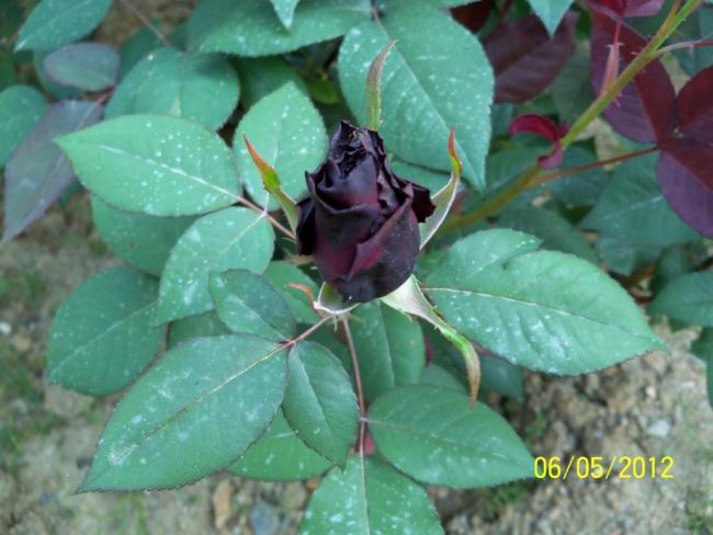 Name:  100_3417.jpg
Views: 711
Size:  43.4 KB