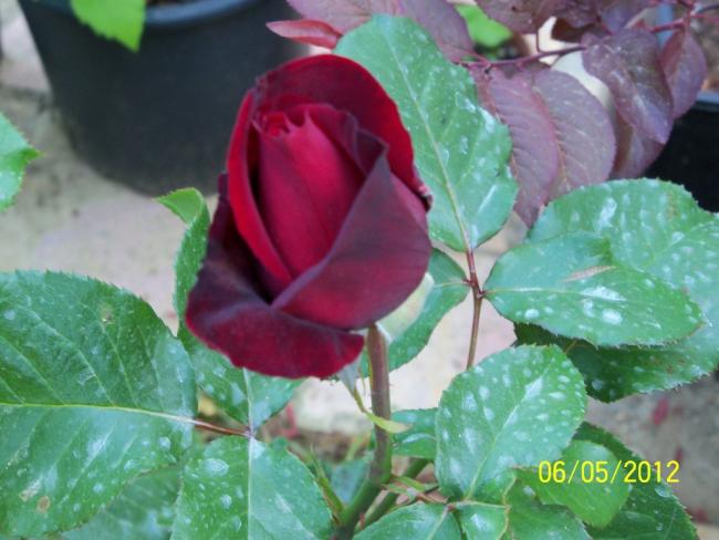 Name:  100_3434.jpg
Views: 701
Size:  43.9 KB