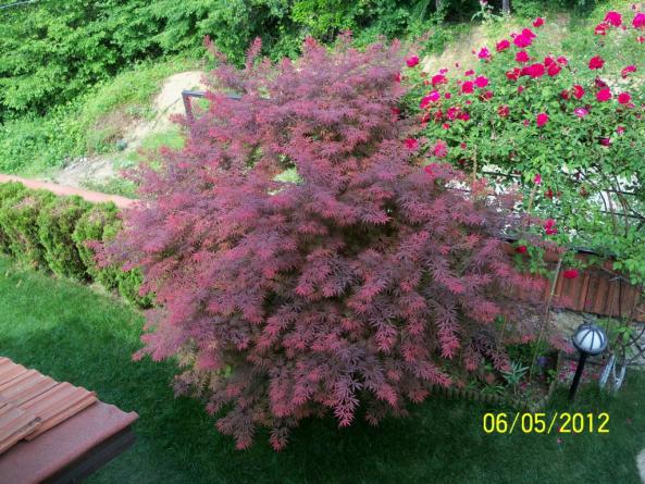 Name:  100_3592.jpg
Views: 760
Size:  71.1 KB