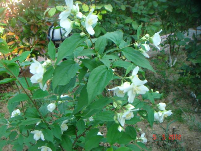 Name:  DSC00081.jpg
Views: 961
Size:  60.4 KB