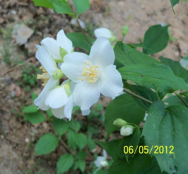 Name:  100_3386.jpg
Views: 711
Size:  42.2 KB