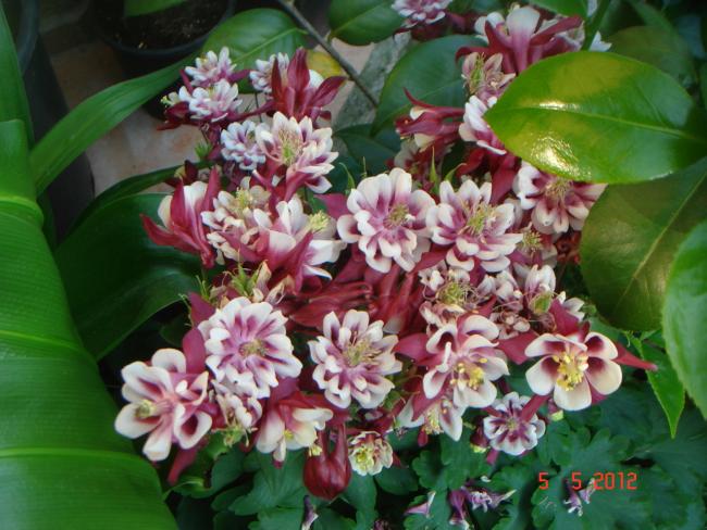 Name:  DSC09991.jpg
Views: 713
Size:  57.2 KB
