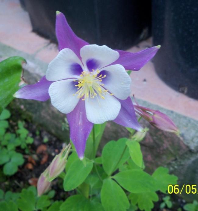 Name:  100_3678.jpg
Views: 704
Size:  42.2 KB