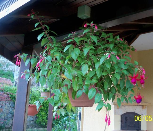 Name:  100_3204.jpg
Views: 756
Size:  62.3 KB