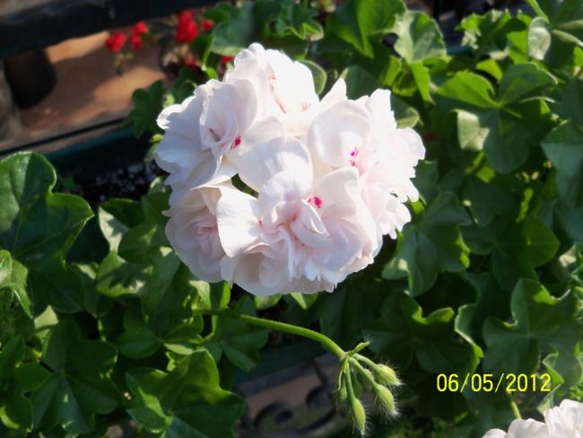 Name:  100_3630.jpg
Views: 645
Size:  42.9 KB