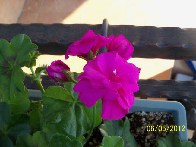 Name:  100_3640.jpg
Views: 677
Size:  35.0 KB