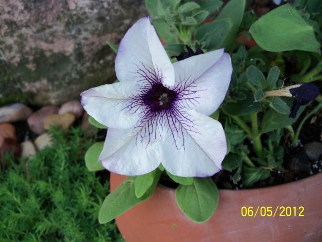 Name:  100_3243.jpg
Views: 708
Size:  43.3 KB