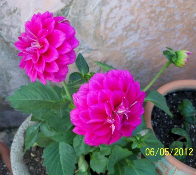 Name:  100_3228.jpg
Views: 678
Size:  48.5 KB