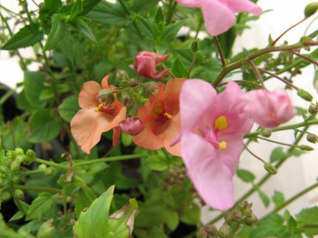 Name:  diascsomonpembe.jpg
Views: 758
Size:  44.4 KB