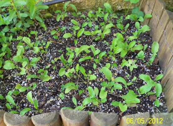 Name:  100_3526.jpg
Views: 668
Size:  73.7 KB