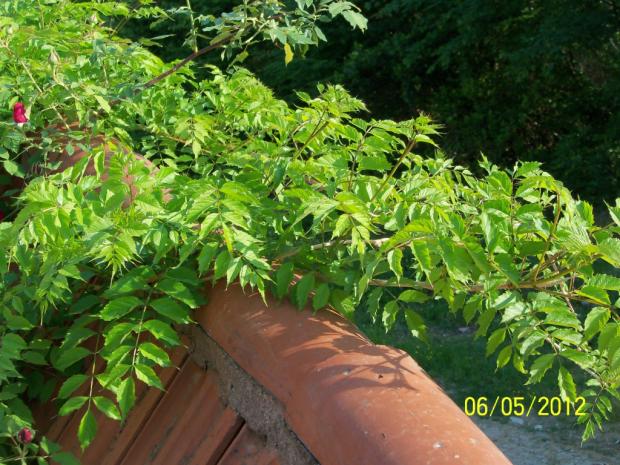 Name:  100_3464.jpg
Views: 634
Size:  71.3 KB