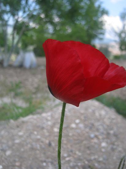 Name:  gelincik1.JPG
Views: 1066
Size:  30.9 KB