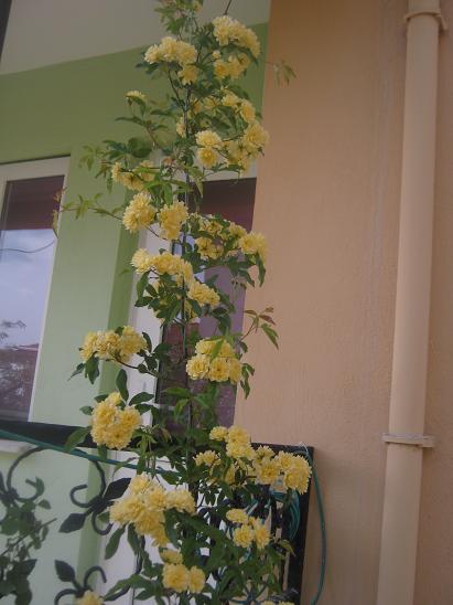 Name:  ponpon.JPG
Views: 1293
Size:  39.1 KB