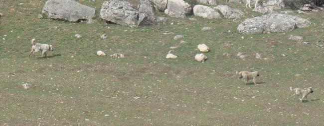 Name:  a44.jpg
Views: 2482
Size:  32.5 KB