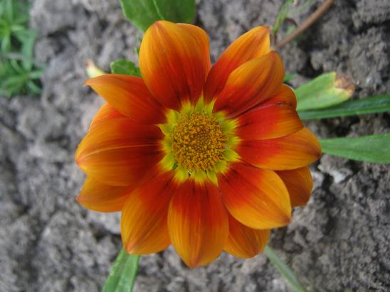 Name:  gazanya.JPG
Views: 1179
Size:  46.8 KB