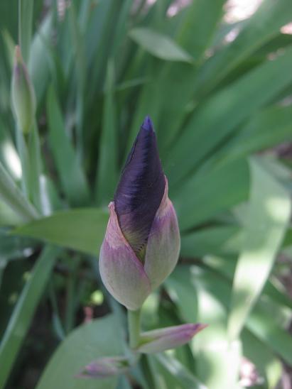 Name:  iris.JPG
Views: 990
Size:  27.9 KB