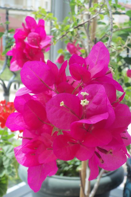 Name:  100_2383-3.JPG
Views: 752
Size:  64.6 KB