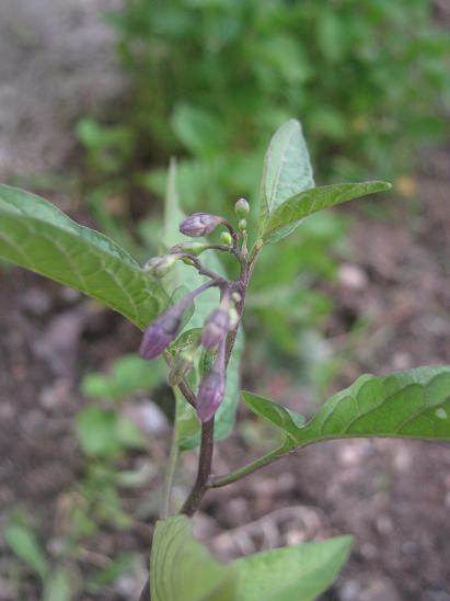 Name:  solanum dulcamara.JPG
Views: 1523
Size:  32.8 KB