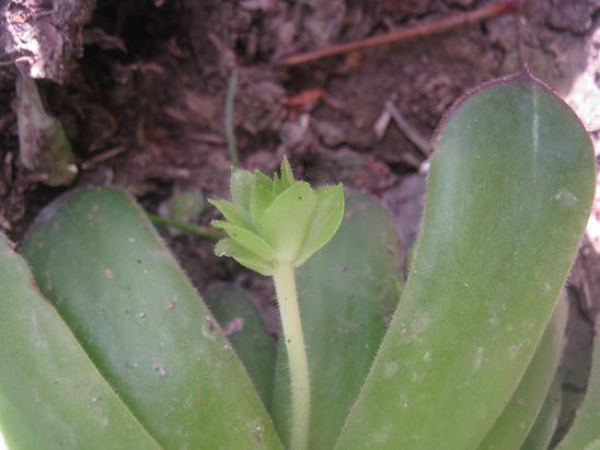 Name:  sempervivum.JPG
Views: 1739
Size:  41.8 KB