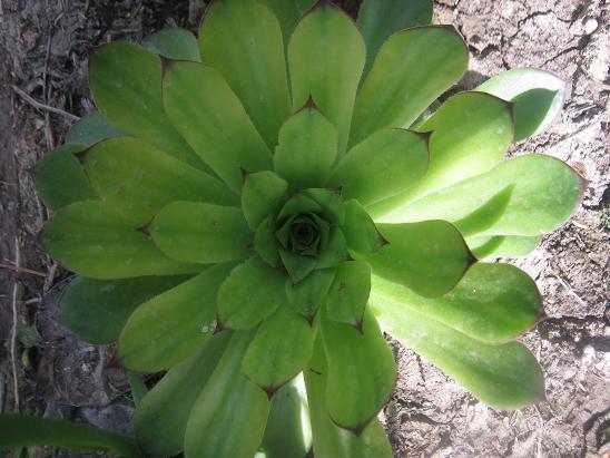 Name:  sempervivum2.JPG
Views: 1769
Size:  54.4 KB