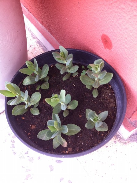 Name:  lisianthus.jpg
Views: 4059
Size:  68.8 KB