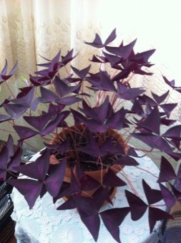 Name:  mor kelebek.jpg
Views: 7850
Size:  32.7 KB