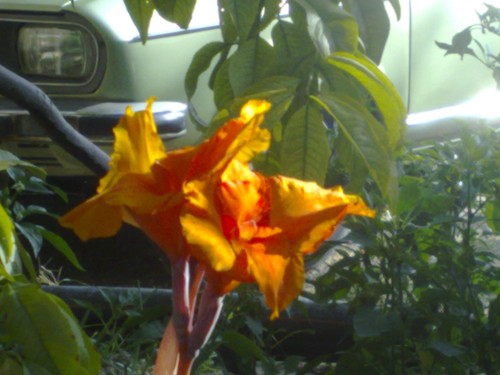 Name:  canna1.jpg
Views: 3903
Size:  46.1 KB