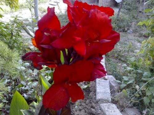 Name:  canna2.jpg
Views: 3841
Size:  39.8 KB