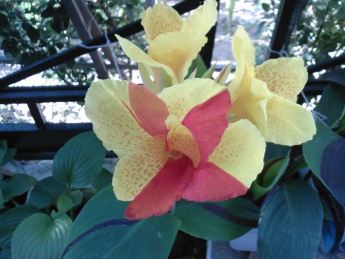 Name:  canna4.jpg
Views: 3839
Size:  54.9 KB
