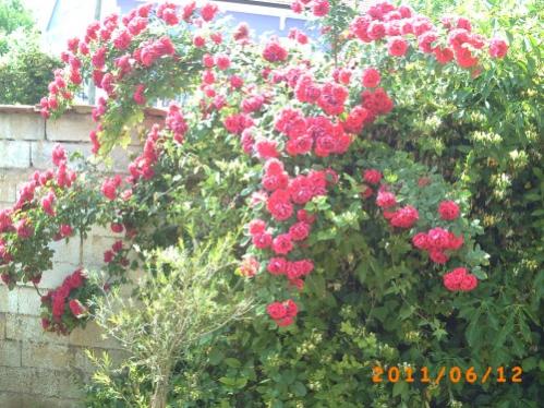 Name:  asma gl1.jpg
Views: 5010
Size:  50.8 KB