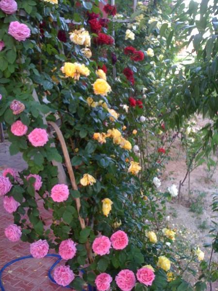 Name:  asma gl2.jpg
Views: 5434
Size:  62.2 KB