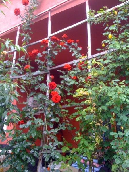 Name:  asma gl3.jpg
Views: 5040
Size:  64.0 KB
