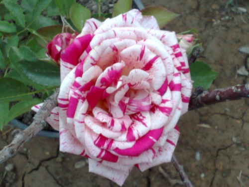 Name:  gl1.jpg
Views: 3827
Size:  50.6 KB