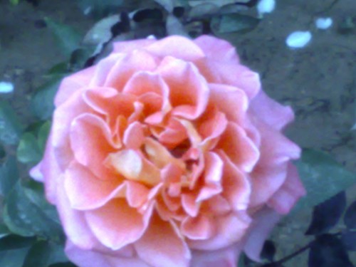 Name:  gl2.jpg
Views: 3787
Size:  38.7 KB