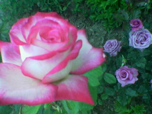 Name:  gl3.jpg
Views: 3824
Size:  43.2 KB