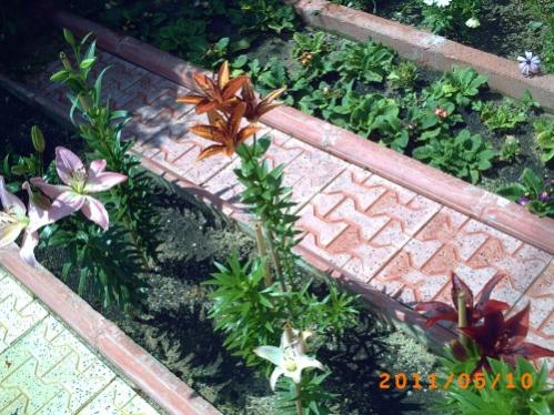 Name:  lilyum1.jpg
Views: 3816
Size:  50.7 KB