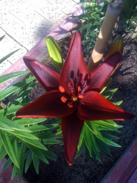 Name:  lilyum2.jpg
Views: 3837
Size:  44.8 KB