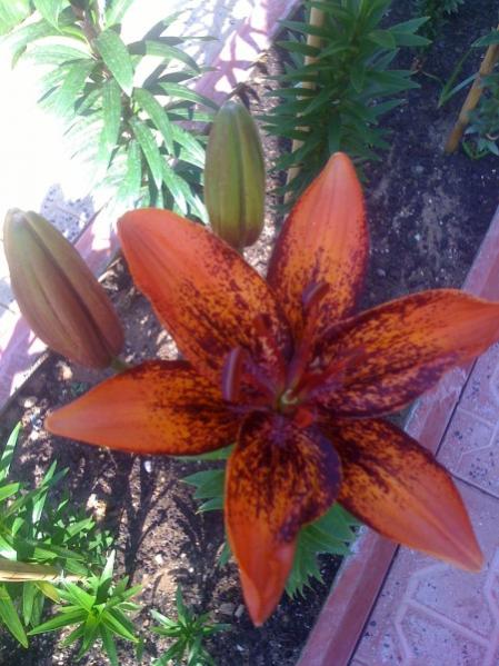 Name:  lilyum3.jpg
Views: 3784
Size:  51.2 KB