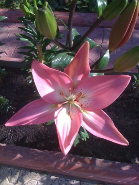 Name:  lilyum4.jpg
Views: 3783
Size:  40.9 KB