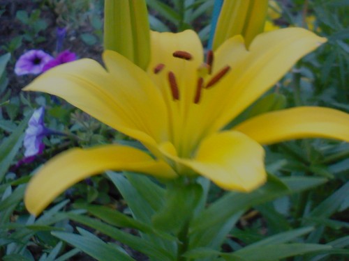 Name:  lilyum5.jpg
Views: 3773
Size:  37.7 KB