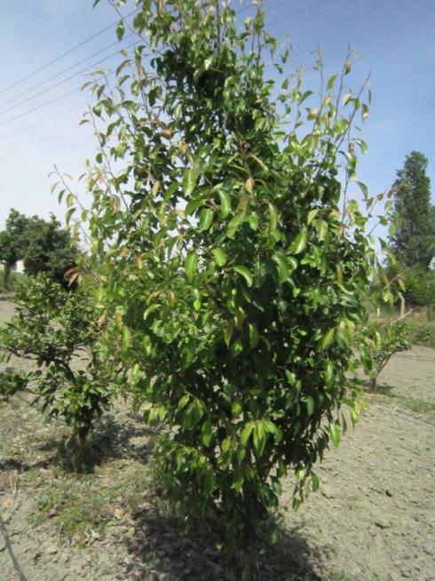 Name:  bahe3.jpg
Views: 915
Size:  71.1 KB
