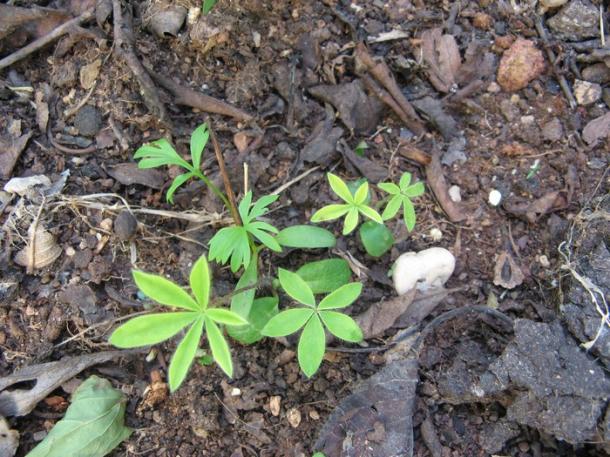 Name:  lupin.jpg
Views: 970
Size:  72.0 KB