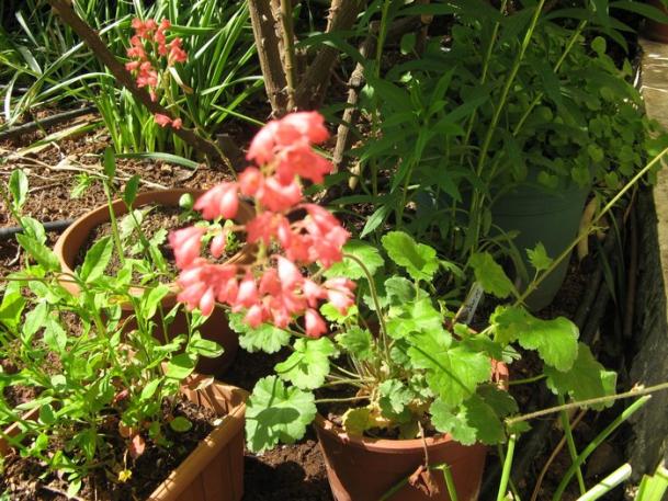 Name:  heuchera.jpg
Views: 800
Size:  72.4 KB