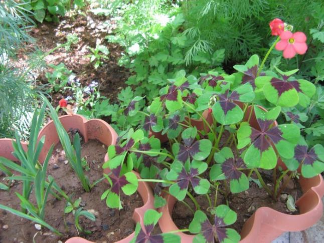 Name:  oxalis deppei.jpg
Views: 1209
Size:  70.1 KB